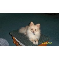 princess's Exotic Pomeranian's Pomeranian breeder