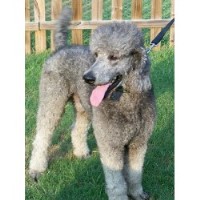 Bama Standard Poodles Poodle Standard breeder