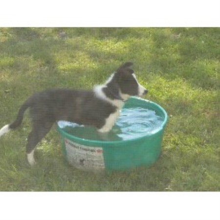 Border Collie Breeder 17077