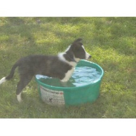 Border Collie Breeder 17077