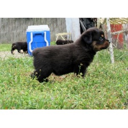 Alfalar Rottweilers Rottweiler Breeder In Tampa Florida