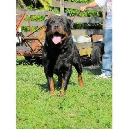 Alfalar Rottweilers, Rottweiler Breeder in Tampa, Florida