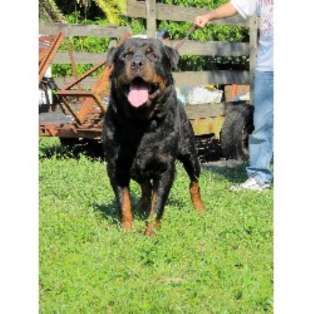 58 Best Photos Rottweiler Puppies Florida / Female 2: Rottweiler puppy for sale near South Florida ...