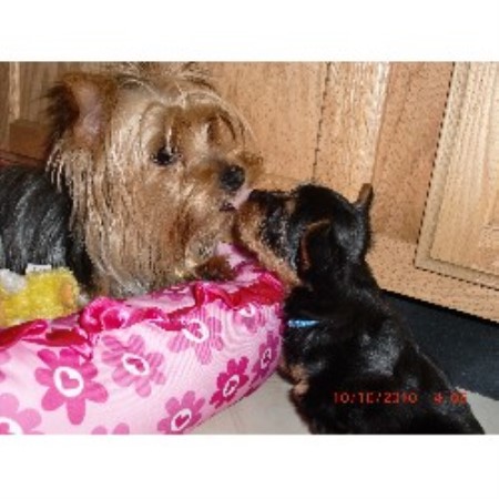 free yorkies michigan priceless yorkie puppy terrier breeder in jackson michigan free yorkies michigan priceless yorkie puppy terrier breeder in jackson michigan