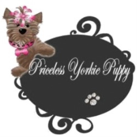free yorkies michigan priceless yorkie puppy terrier breeder in jackson michigan free yorkies michigan priceless yorkie puppy terrier breeder in jackson michigan