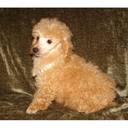 Poodles Poms N More Llc, Poodle Toy Breeder in Syracuse ...