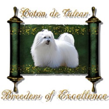 Royal Coton De Tulear Breeders Of Excellence