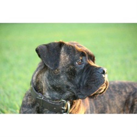 Stony Creek Cane Corso Cane Corso Breeder In Stony Creek