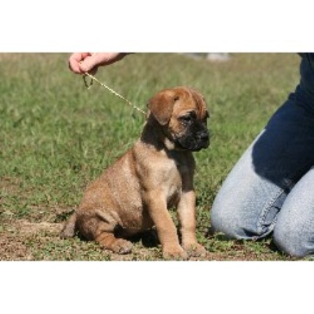 Stony Creek Cane Corso Cane Corso Breeder In Stony Creek