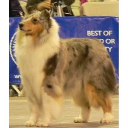 Collie Breeder 17225