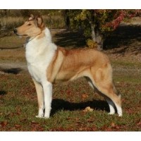 Spiritwind Collies Collie breeder