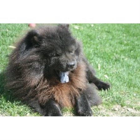 Chow Chow Breeder 17231