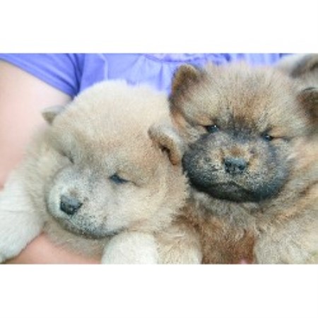 Chows and Siberian Huskies