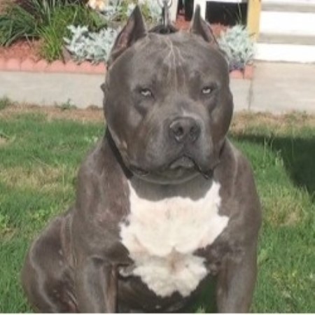 pitbull puppies for sale in nh elite k 9 american pit bull terrier breeder in sandown new hshire pitbull puppies for sale in nh elite k 9 american pit bull terrier breeder in sandown new hshire