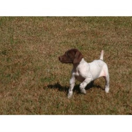 Shady Meadows Kennel German Shorthaired Pointer Breeder In Hume
