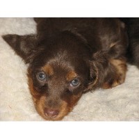 My Little Dachshund Heaven Dachshund breeder