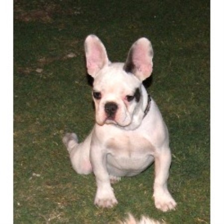 French Bulldogs Kennel, French Bulldog Breeder in Phoenix, Arizona