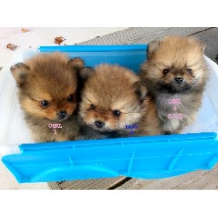 pomeranian puppies for sale in columbia sc m t kennel pomeranian breeder in winchester virginia pomeranian puppies for sale in columbia sc m t kennel pomeranian breeder in winchester virginia