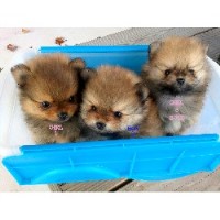 pomeranian rescue louisiana pomeranian breeders in virginia freedoglistings pomeranian rescue louisiana pomeranian breeders in virginia freedoglistings
