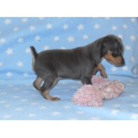 The One Mule Ranch, Miniature Pinscher Breeder in Byron ...