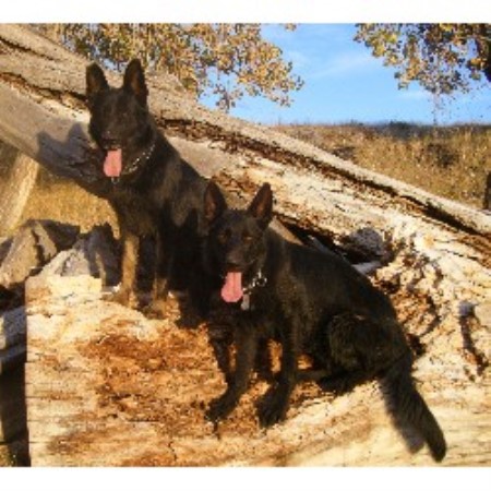 dog german breeder shepherd colorado shepherds wright
