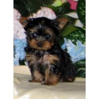 Summer Knight Kennels Yorkshire Terrier breeder
