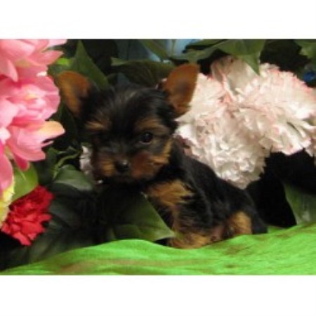 Yorkshire Terrier Breeder 17316