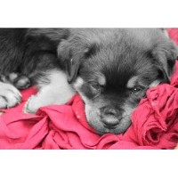 Mystique Kennels Rottweiler breeder