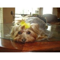 Yorkshire Terrier Breeders In Kansas