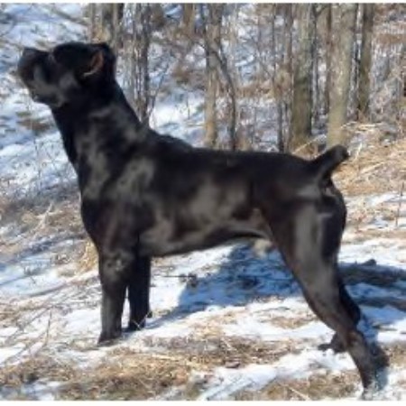 Kennel Byonics Cane Corso Italian Mastiffs Cane Corso