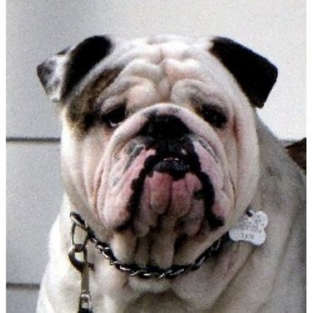 Colborne Dog Rescue Colborne Dog Rescue