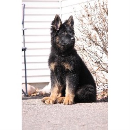 33 HQ Pictures German Shepherd Breeders In Nc / Minnesota K9 Solutions, German Shepherd Dog Breeder in ...