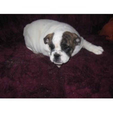 All Small Bulldogs, English Bulldog Breeder in Iron, Minnesota