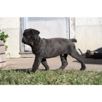 Cane Corso Breeders In Alberta