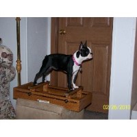 Brett's Painted Bostons Boston Terrier breeder