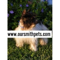 Smith Pets Miniature Schnauzer breeder