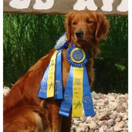 golden cocker retriever mn muddy golden retriever breeder in kimball minnesota golden cocker retriever mn muddy golden retriever breeder in kimball minnesota