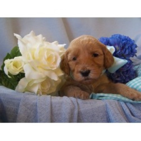 Hoosier Doodles, Goldendoodle Breeder in Arlington, Indiana