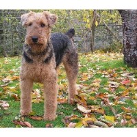 Alsea'Oorang Airedales at "Solgaard Farms" Airedale Terrier breeder