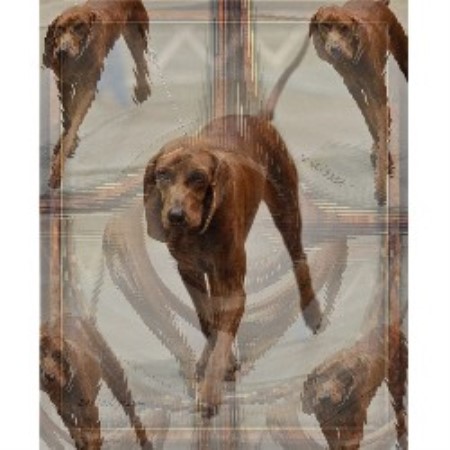 Redbone Coonhound Breeder 17526
