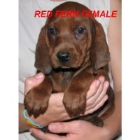 Redfern Redbones Redbone Coonhound breeder