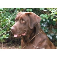 Double Banded Labradors Labrador Retriever breeder