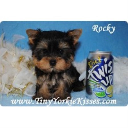 Yorkshire Terrier Breeder 17575