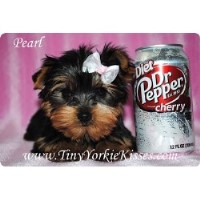 Tiny Yorkie Kisses Yorkshire Terrier breeder
