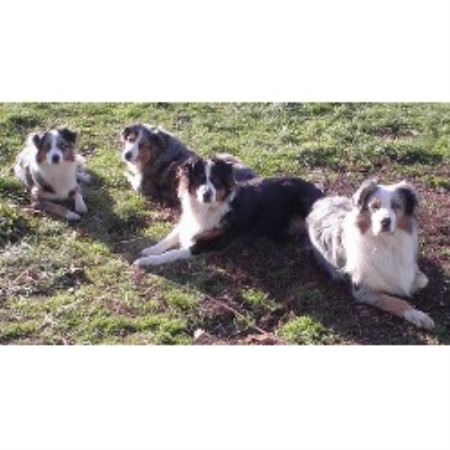 SkyeHi Australian Shepherds