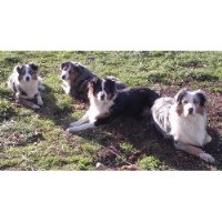 SkyeHi Australian Shepherds Australian Shepherd Dog breeder