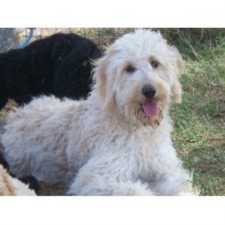 Arizona Doodles, Goldendoodle Breeder in Queen Creek, Arizona