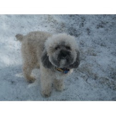 Maple Tree Kennel Cockapoo Breeder In Cleveland Ohio