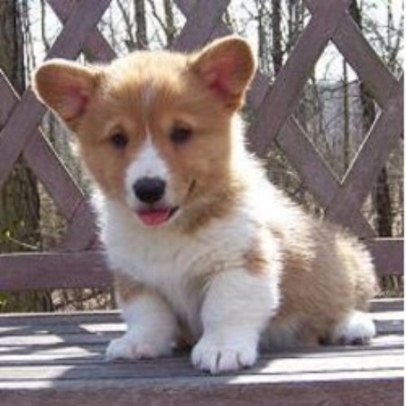 Arkansas Corgis: Randall's Pembroke Welsh Corgis, Pembroke ...