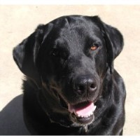 Windfields Labradors, Llc Labrador Retriever breeder